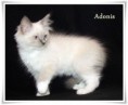 /album/adonis/adonis-12-hetes-002-jpg/